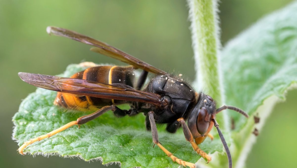 Comment différencier le frelon asiatique de l'européen ?